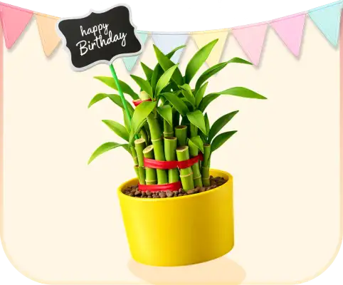 Plants