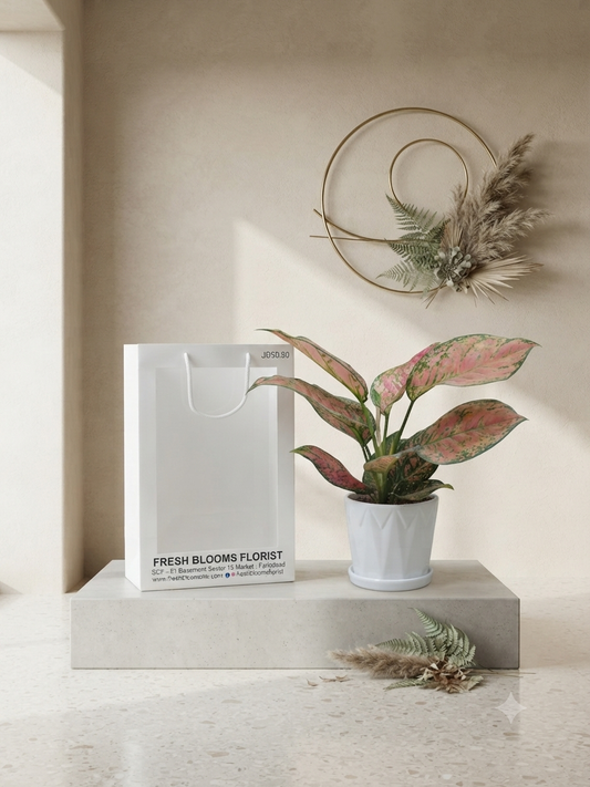 Aglaonema Plant