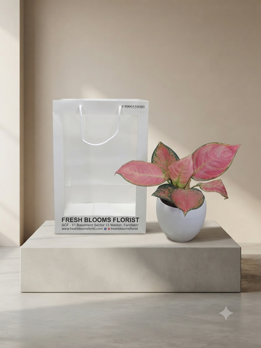 Aglaonema Anyamanee Plants