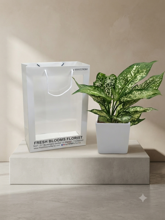 Aglaonema Plant